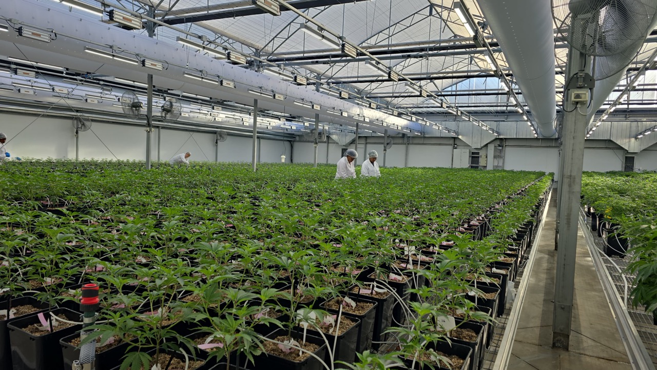 Beyond Buds Gallery Photo 10