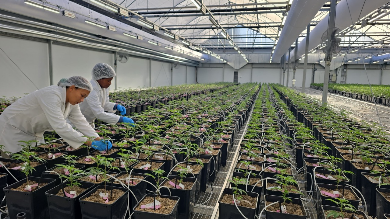 Beyond Buds Gallery Photo 11