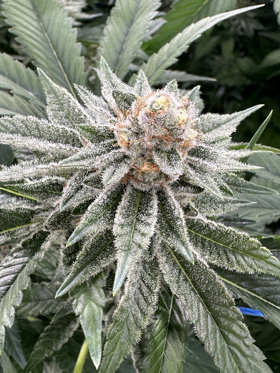 Beyond Buds Gallery Photo 14