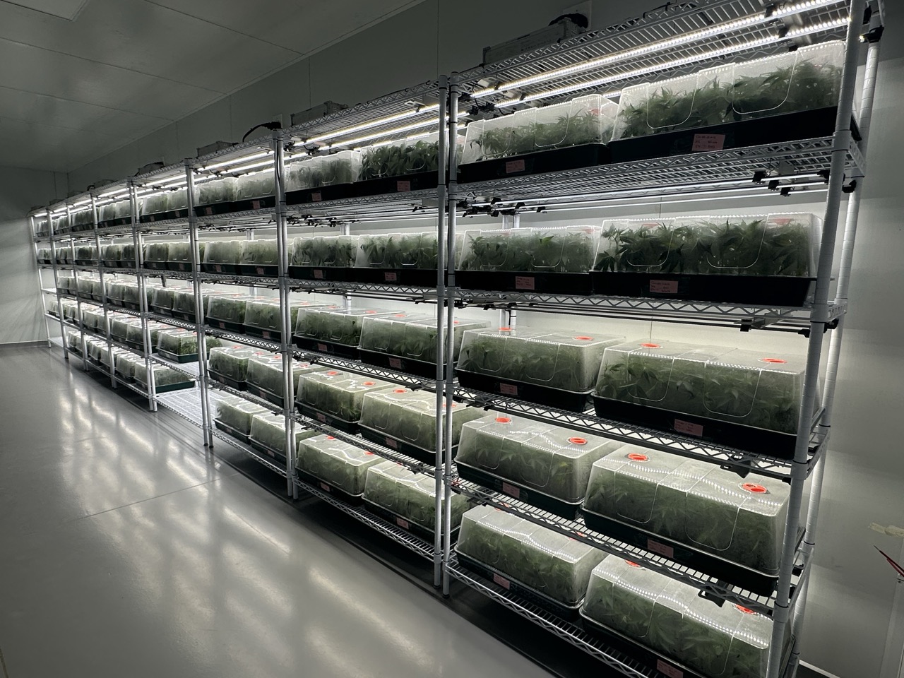 Beyond Buds Gallery Photo 15