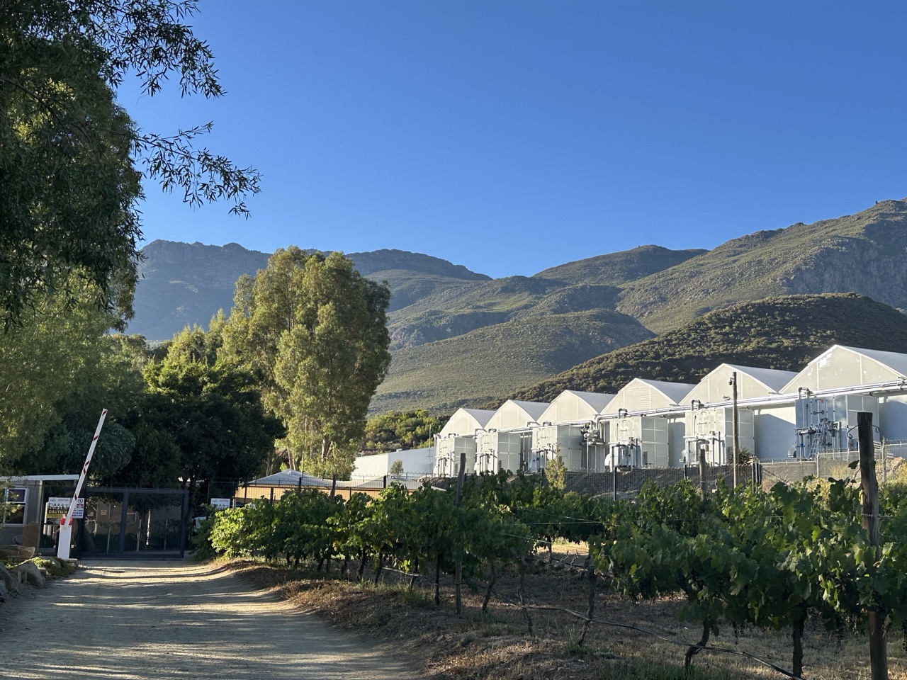 Beyond Buds Gallery Photo 16