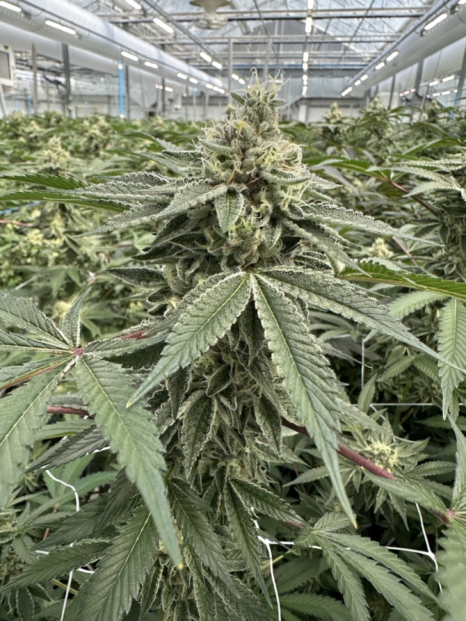 Beyond Buds Gallery Photo 17