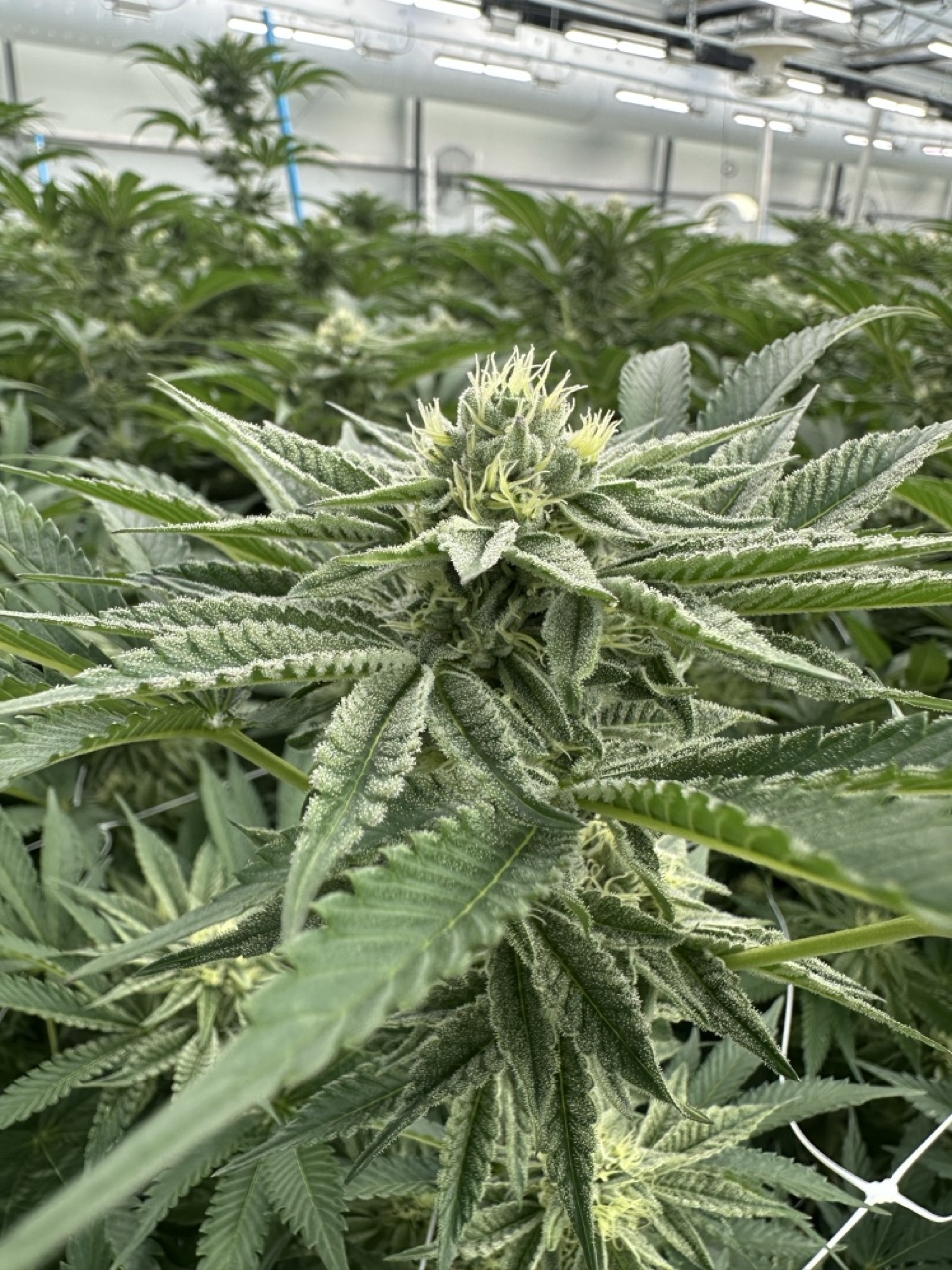 Beyond Buds Gallery Photo 19