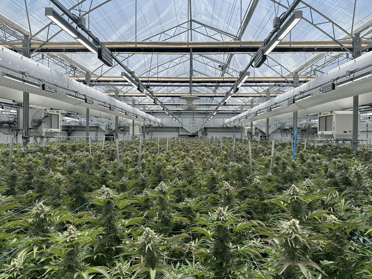 Beyond Buds Gallery Photo 20