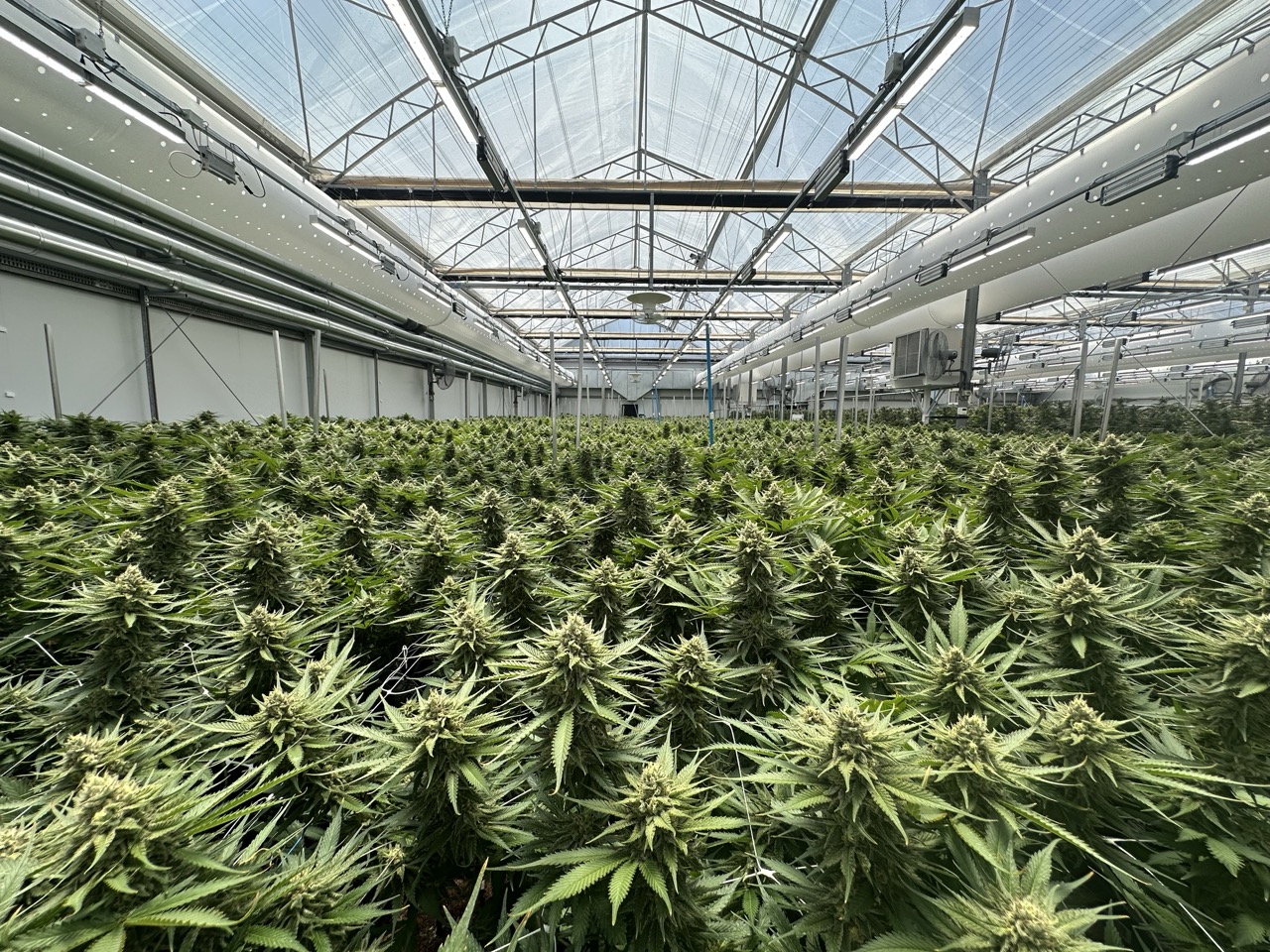 Beyond Buds Gallery Photo 21