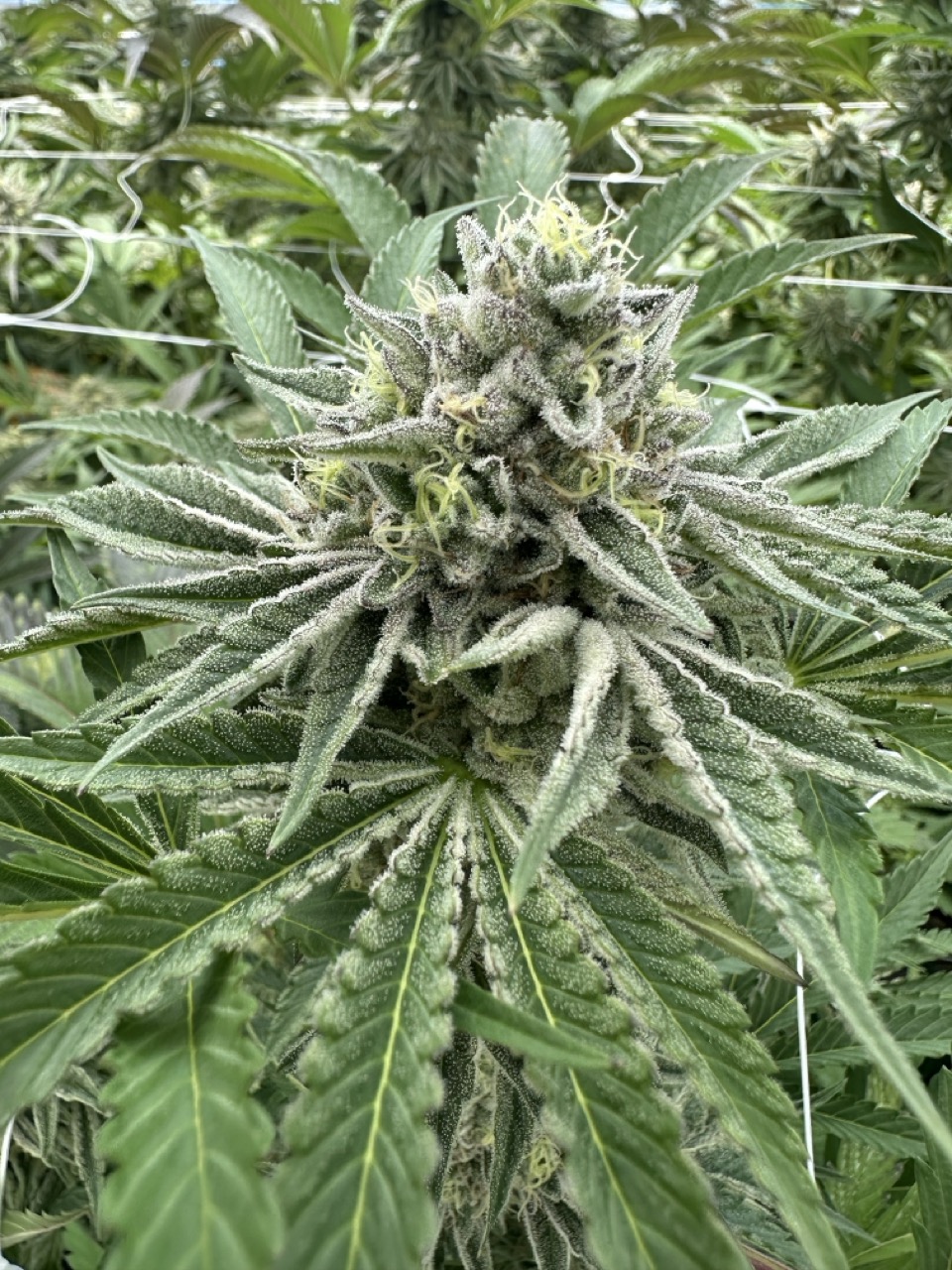 Beyond Buds Gallery Photo 22