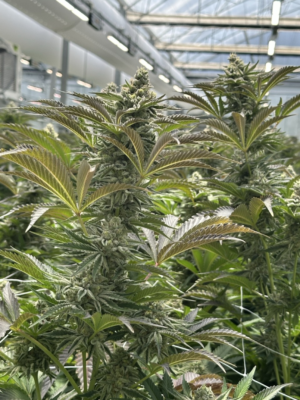 Beyond Buds Gallery Photo 23